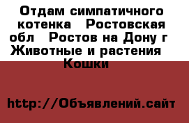 Отдам симпатичного котенка - Ростовская обл., Ростов-на-Дону г. Животные и растения » Кошки   